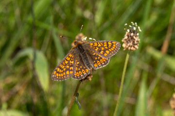 Goldener Scheckenfalter, Euphydryas aurinia, Fuchskaute, Westerwald, 05.06.2023