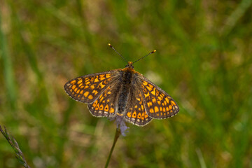 Goldener Scheckenfalter, Euphydryas aurinia, Fuchskaute, Westerwald, 05.06.2023