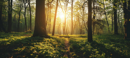 Sunrise in Verdant Spring Forest