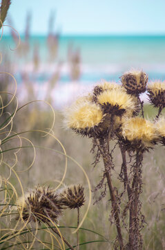 urchin on the beach