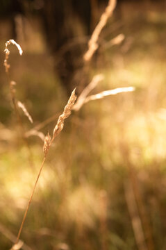 grass and sun