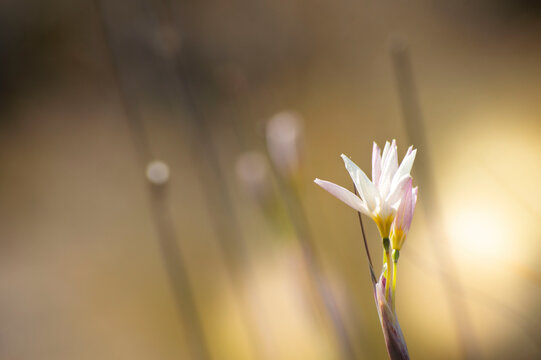 flower in the morning