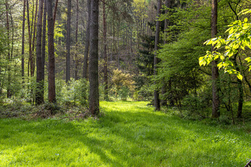 Forest meadow in spring in a nature reserve in the Allgäu