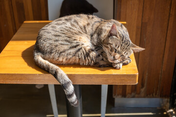 Stray cat sleeping on the table