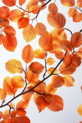 A gentle array of backlit orange leaves on a branch, with a soft-focus background, showcasing the delicate side of autumn.