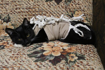 A black young cat after surgery in a blanket, bandage