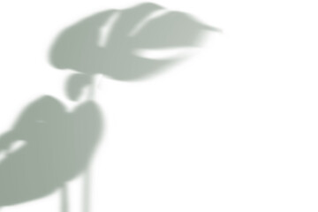 PNG monstera plant shadow design element