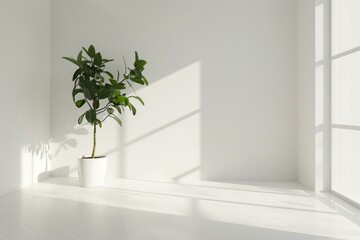 Minimalist Ficus in White Interior, High Angle Shot