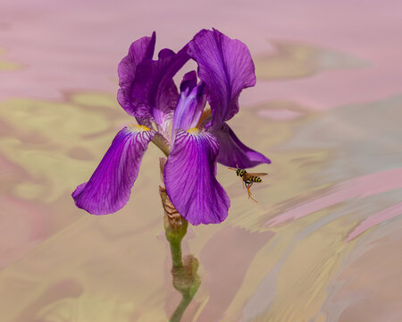 Low flying wasp approaching iris over water