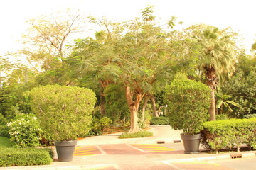 Fototapeta na wymiar A courtyard with trees and bushes