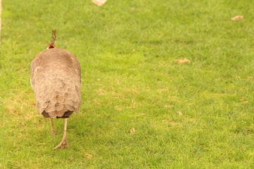 A bird walking in the grass