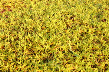 A field of yellow grass
