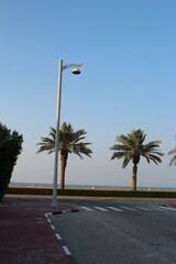 A street with palm trees and a lamp post