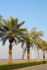 A group of palm trees by a body of water