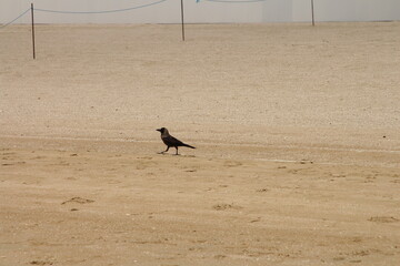 A bird walking on a sandy area