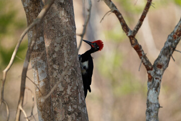 Lovely White-bellied Woodpecker in India