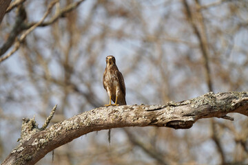 White-eyed Buzzard Posing