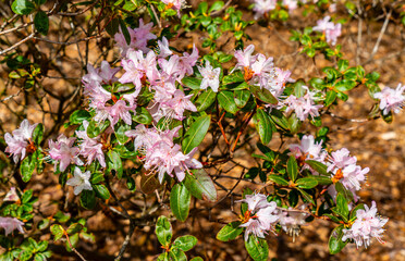 Pink Flower Bush Close-up 2
