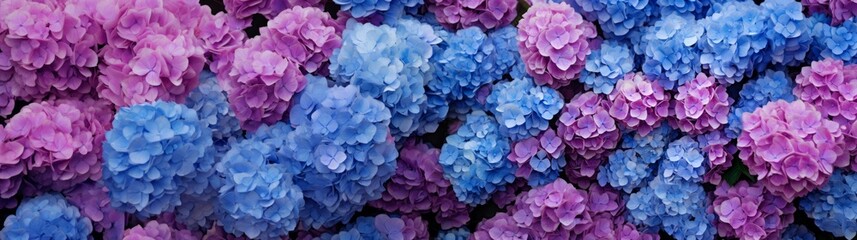 Fototapeta premium Selective focus on beautiful bush of blooming blue, purple Hydrangea or Hortensia flowers (Hydrangea macrophylla) and green leaves under the sunlight in summer. Natural background.
