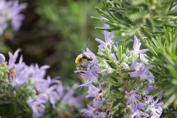 Bienchen und Blüten
