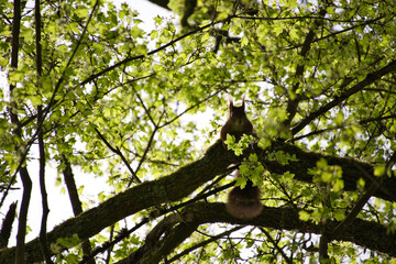 Eichhörnchen im Frühling