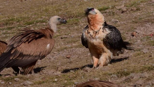Bearded vulture in the Pyrenees eating a bone next to a griffon vulture, Spain.