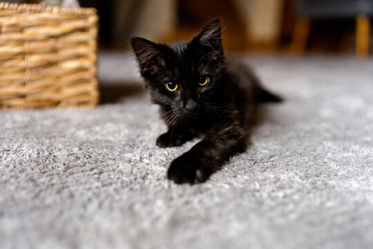Pretty Black Kitten