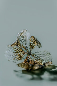 Withered leaf of hydrangea