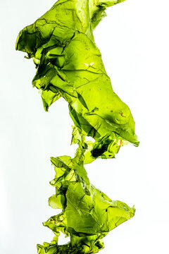 Seaweed