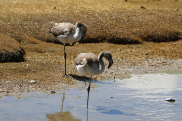 Pair of flamingos near a pond in Peru
