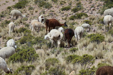 Group of Llamas grazing in Peru