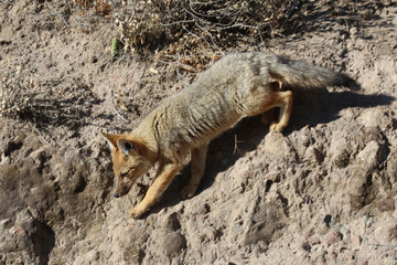 Gray fox typical of South America, Peru