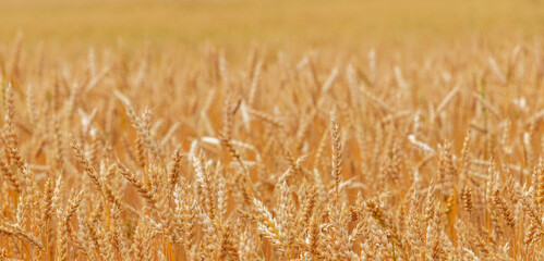 Fototapeta premium Wheat field with ripe ears in sunlight. Cultivation of wheat