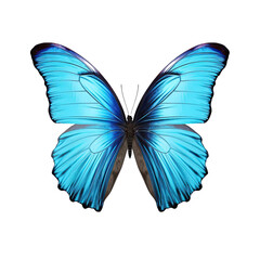 a blue and black butterfly, isolated on transparent background. Generative AI