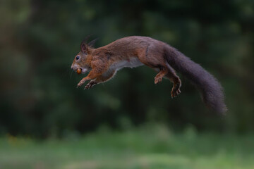 Beautiful Red Squirrel (Sciurus vulgaris) jumping in the forest of Noord Brabant in the Netherlands.  
