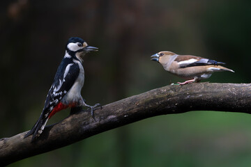 Hawfinch (Coccothraustes) and a Great Spotted Woodpecker (Dendrocopos major) on a branch in the forest of Noord Brabant in the Netherlands.                           