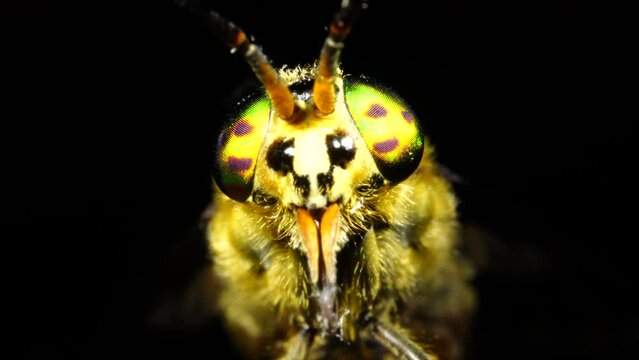 Horse Fly eye and mandible close up