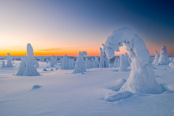 winter landscape with snow