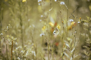 different grasses, butterfly on flowers, sunny beautiful day