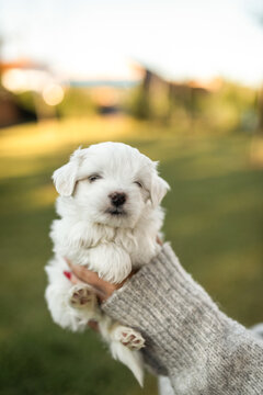 portrait of small dog puppy held by an anonymous hand