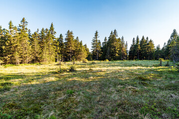 heath covered by meadow with cottongrass plants, forest on the background and clear sky above in NPR Serak - Keprnik in Jeseniky mountains