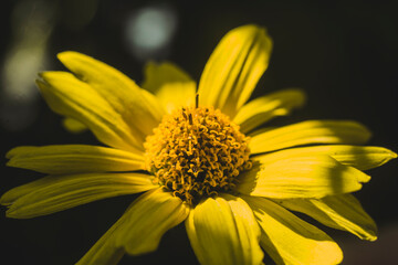 In this captivating macro shot, a vibrant yellow flower takes center stage, its delicate petals...