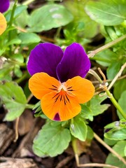 Viola tricolor of purple and orange colors isolated close-up on green leaves background