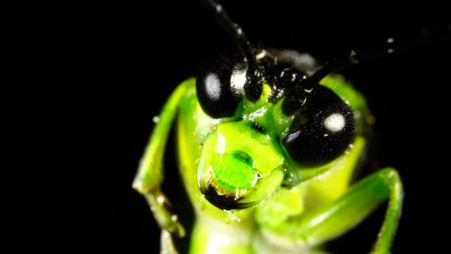 Green Insect with impressive mandibles close up