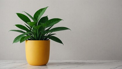 houseplant in a decorative yellow pot on neutral background
