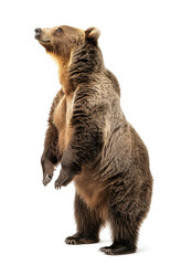 Fototapeta premium Brown bear standing attentively with raised paws