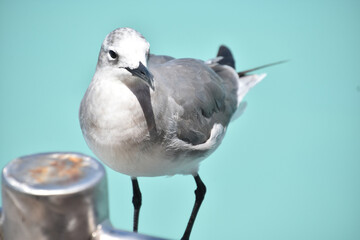 Posing Laughing Gull by the Ocean Waters - obrazy, fototapety, plakaty