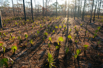 New Green Growth After a Florida Forest Wildfire