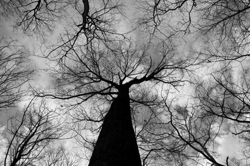 A black and white photo of the tall bare tree.