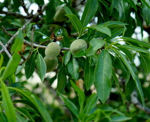 unreife Mandeln an einem Baum